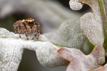 Jumping spider on the oak leaf