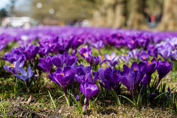 Beautiful colorful crocuses in a large city park. A spring flowerbed in the shade of large trees.