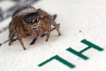 Jumping spider on the one hundred dollars 