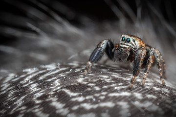 Jumping spider on the feathers