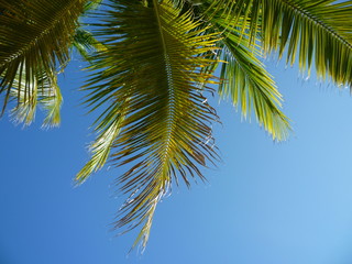 Fototapeta na wymiar Jamaican Palm Tree