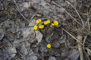 Yellow coltsfoot flowers grow through the fallen dry leaves