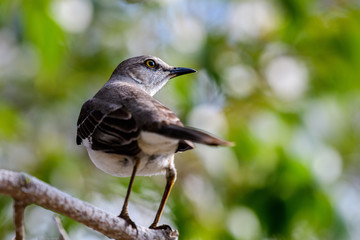 Northern mockingbird