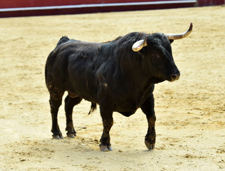 toro en corrida en españa