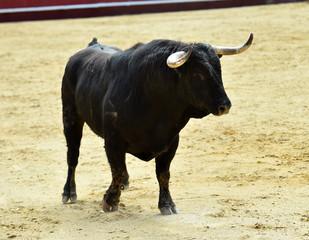 toro en corrida en españa