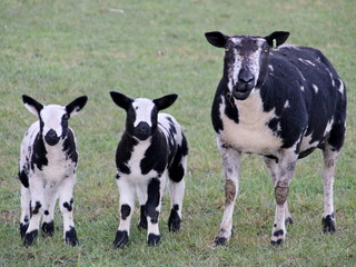 Obraz na płótnie Canvas Lambs just born on meadows in Zuidplas and Waddinxveen