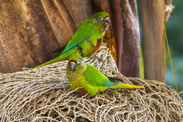 aves