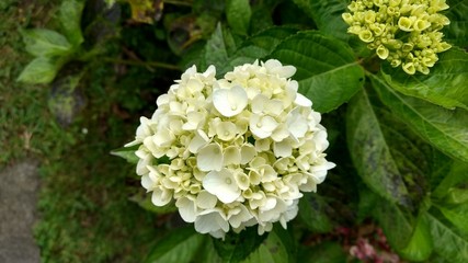 Flor Blanca 