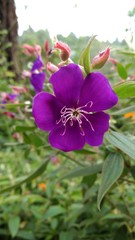 Obraz premium Flor Morada