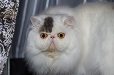 Persian bread cat