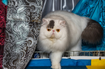 Persian bread cat
