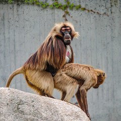 Procedure of mating of two African baboons in the open resort