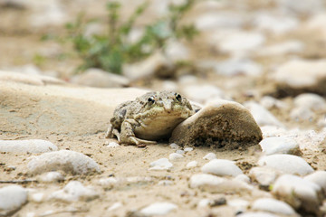 Wild brownFrog on ground with a stones