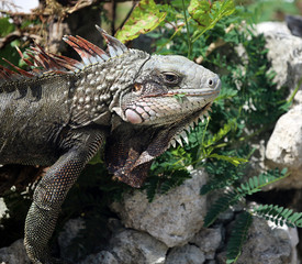 iguana eating locust leaves, St. Croix, U.S. Virgin Islands,Lesser Antilles, Caribbean