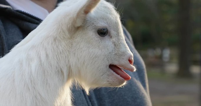 Baby Goat Bleating Extreme Close Up