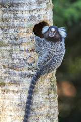 macaco sagui  mico 