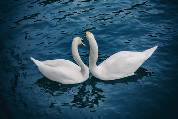 Naklejka premium Two white swans from above during springtime in blue dark water