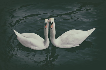 Two white swans from above during springtime in dark water