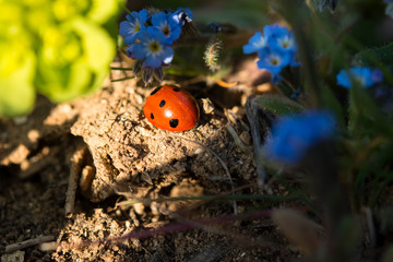 Ladybug in the sun