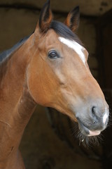 Obraz premium cheval trotteur