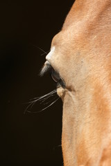 Naklejka premium oeil de cheval
