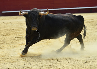 toro negro español