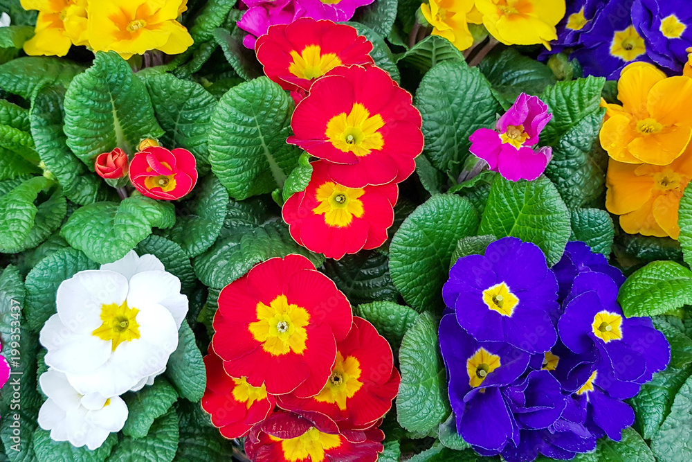 Wall mural Top view of multicolor primroses seedlings.