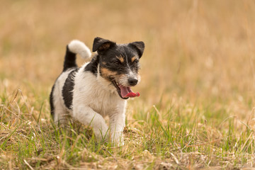 dog running across the meadow - Jack Russell Terrier 3 years old 