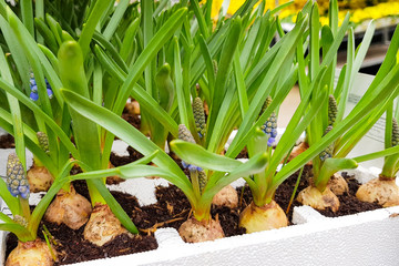 Fototapeta premium Bulbs of Grape Hyacinth in a pot.