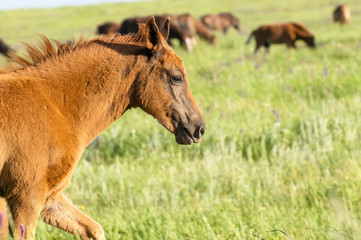 Horse foal on pasture