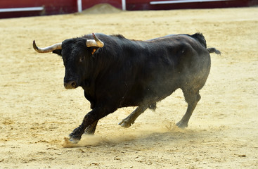 toro en corrida en españa