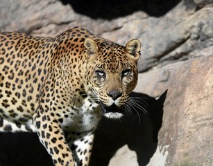 leopardo mirando bajo el sol © sergio