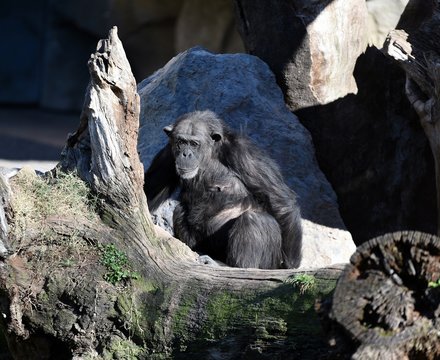 chimpance en espa&ntilde;a