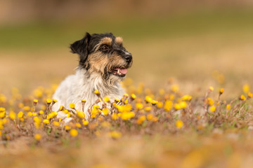 little dog is lying in a flowering meadow - cute Jack Russell Terrier Hound, 3 years old, hair style rough