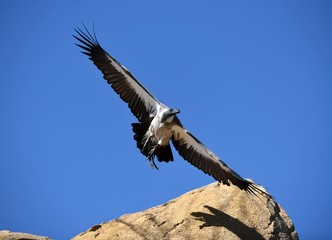buitre volando en españa
