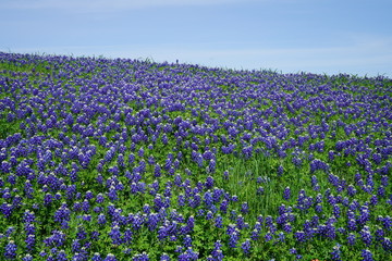 Beautiful bluebonnet flowers during spring time near Texas Hill Country, USA. 