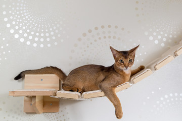 Абиссинская кошка румяная крупным планом на деревянной лестнице, шест, гамак