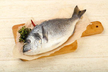 raw dorada fish
