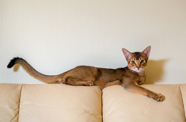Абиссинская кошка на кожаном диване