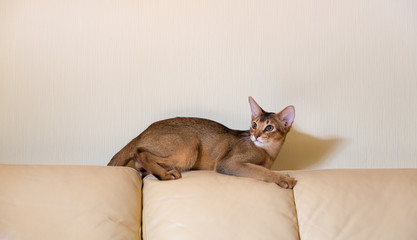 Абиссинская кошка на кожаном диване - obrazy, fototapety, plakaty