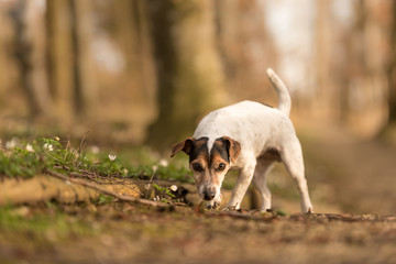 Small cute dog follows in the forest of a track - Jack Russell Terrier 3 years old, hair style...