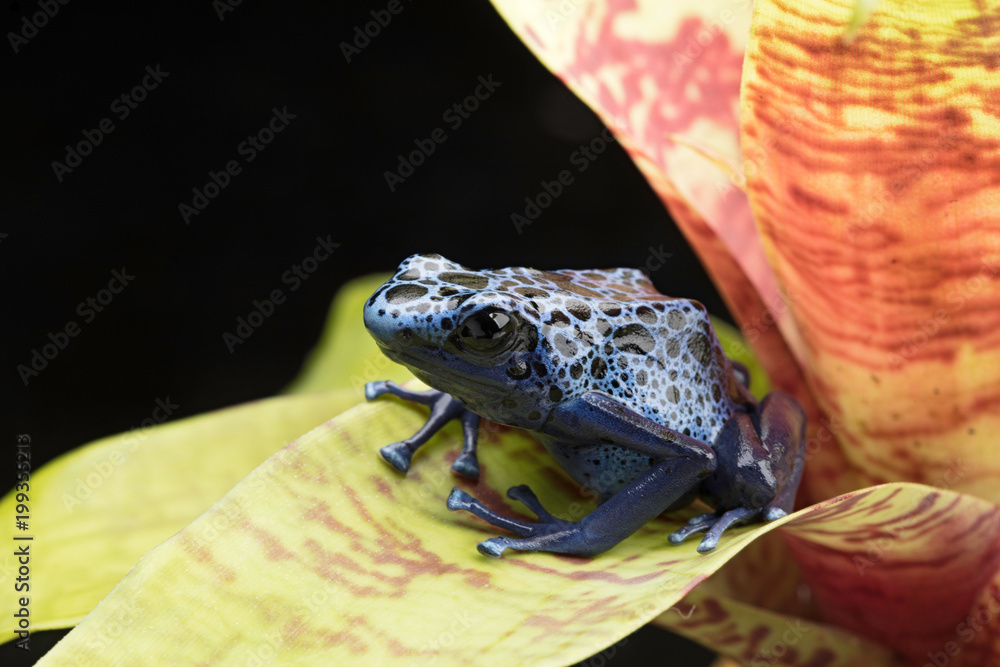 Wall mural blue and black poison dart frog, dendrobates azureus. a beautiful poisonous rain forest animal in da