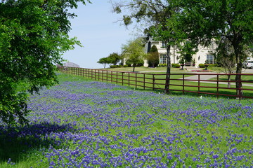 Beautiful bluebonnet flowers during spring time near Texas Hill Country, USA. 