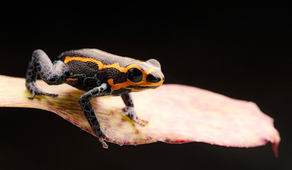 poison dart frog, Ranitomeya imitator, Yumbatos. A small poisonous rain forest animal from the...