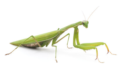 One green mantis. © ANASTASIIA