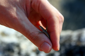 lizard in hand