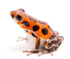 Poison arrow or dart frog, a beautiful orange amphibian. Tropical poisonous rain forest animal, Oophaga pumilio isolated on a white background.