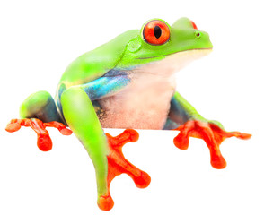 Obraz premium Red eyed monkey tree frog from the tropical rain forest of Costa Rica and Panama. A curious funny animal with vibrant eyes looking over isolated on a white background. .