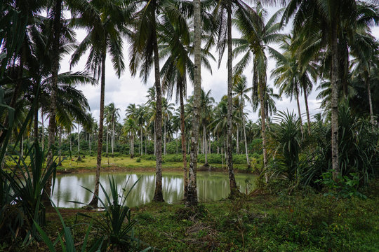Siargao typical landscape, stunning nature and surf paradise spot in the Philippines