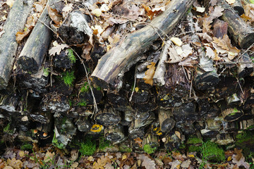 Stack of cut logs fire wood.